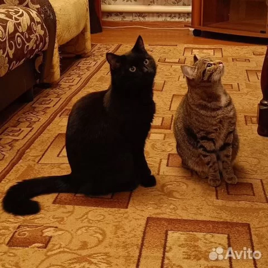 Кот и кошечка ищут дом. 