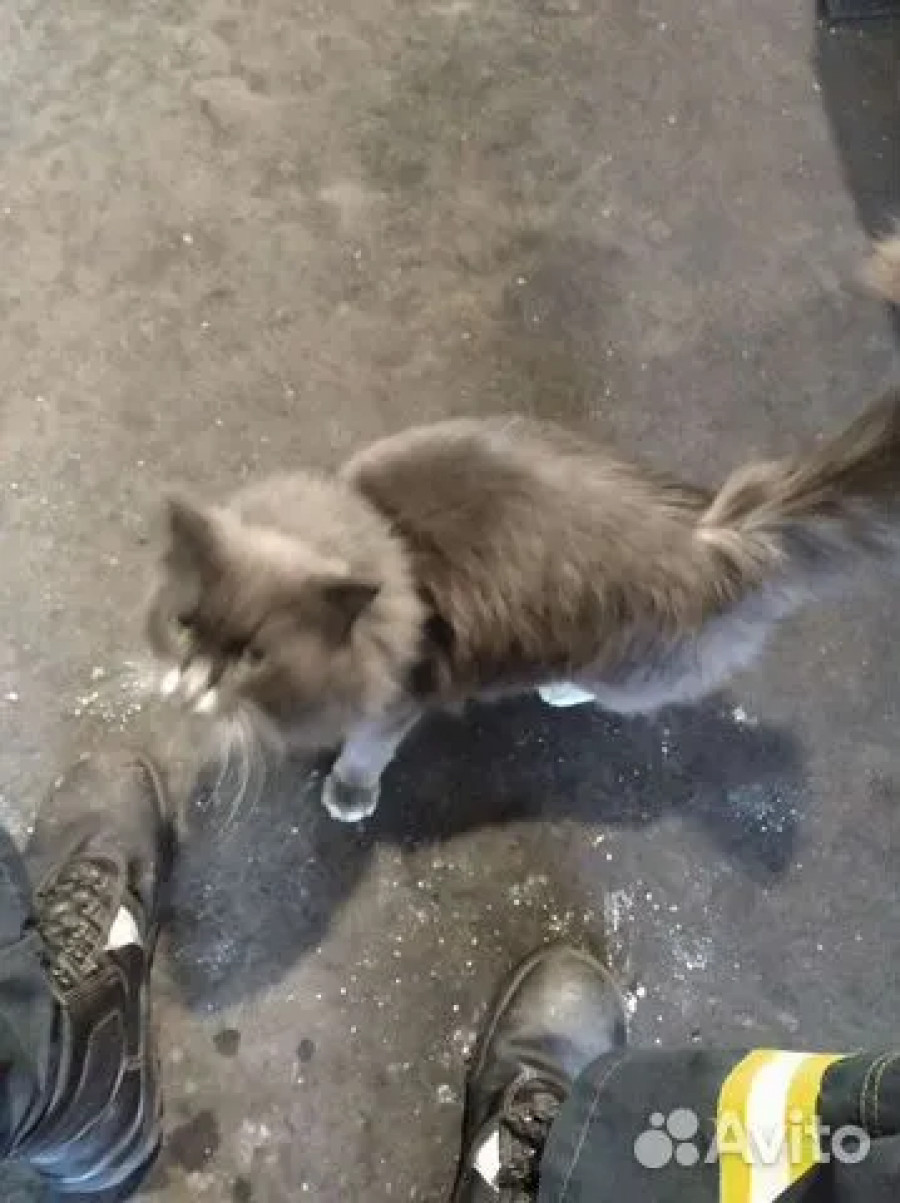 Серый кот в Барнауле.