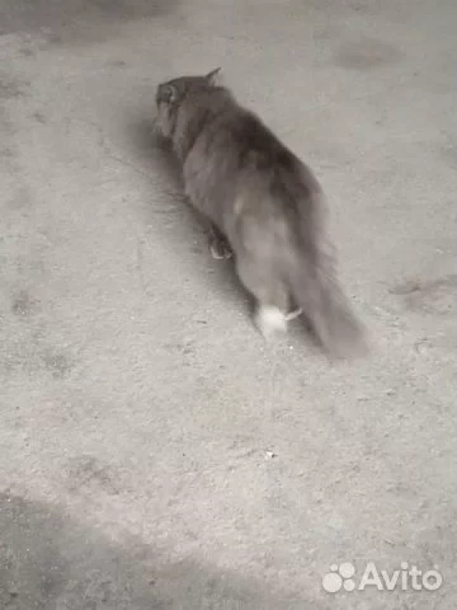 Серый кот в Барнауле.