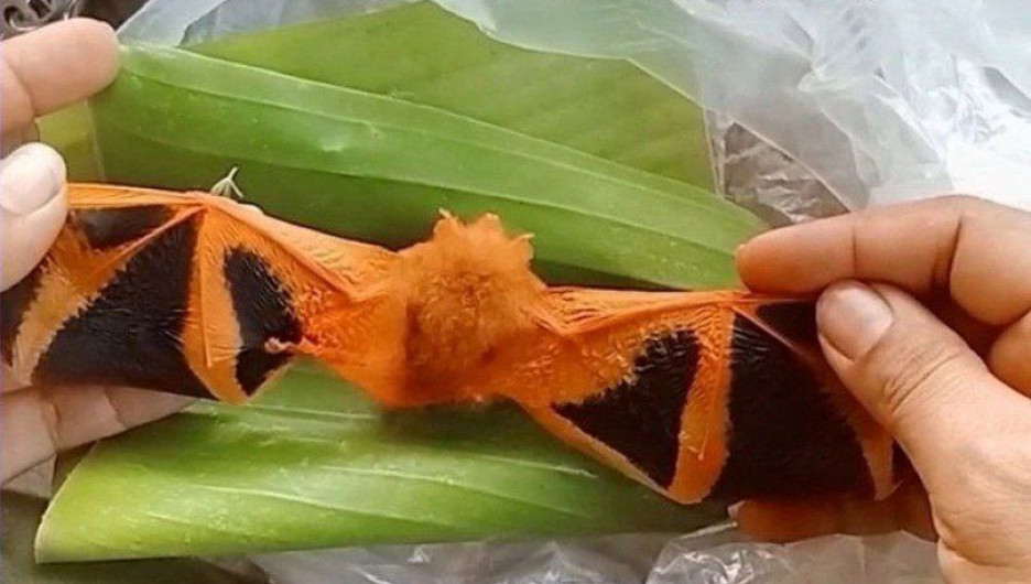 Фермеры нашли редкую оранжевую летучую мышь, похожую на бабочку. 
