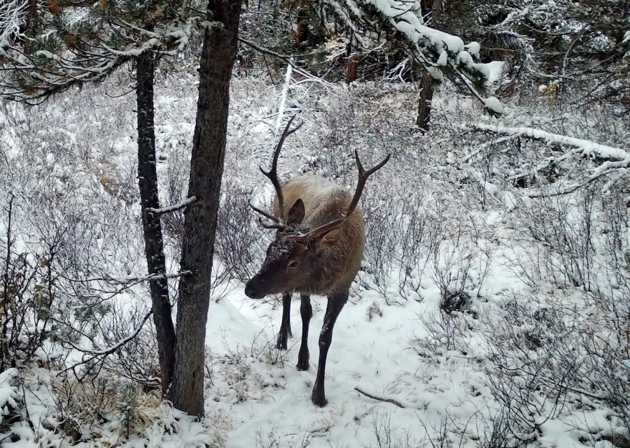 Благородные маралы попались в объективы камер. 