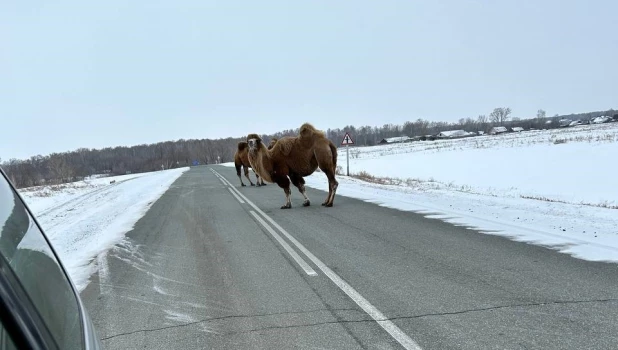 Верблюды гуляют по алтайской трассе