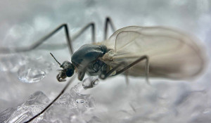 Зимний комар-трихоцерид