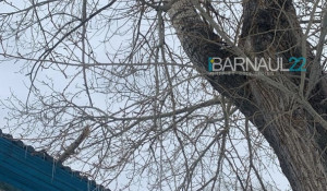 Жители Барнаула заметили аварийное дерево, которое может упасть на дом. 