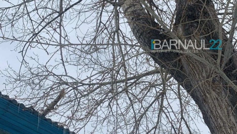 Жители Барнаула обратили внимание на аварийное дерево, которое может упасть на дом 