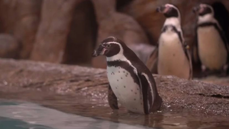 Очаровательных пингвинов Гумбольдта показали в Новосибирком зоопарке. Видео