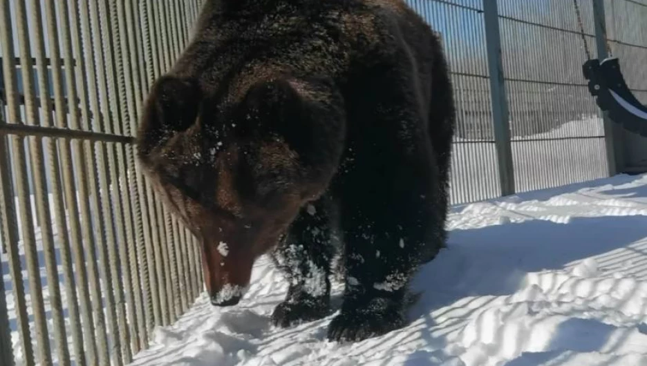 В барнаульском зоопарке из спячки вышла медведица. Видео