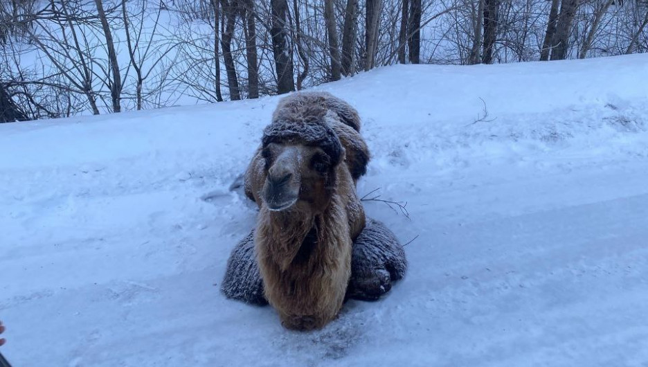 Мохнатого верблюда заметили на трассе в Алтайском крае