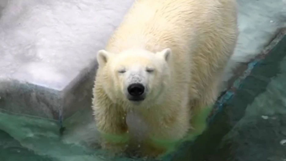 В Новосибирском зоопарке начали плескаться в воде белые медведи. Радостное видео