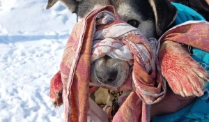 Нечеловеческий поступок с собакой совершили в Алтайском крае. 