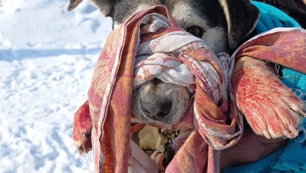 Нечеловеческий поступок с собакой совершили в Алтайском крае. 