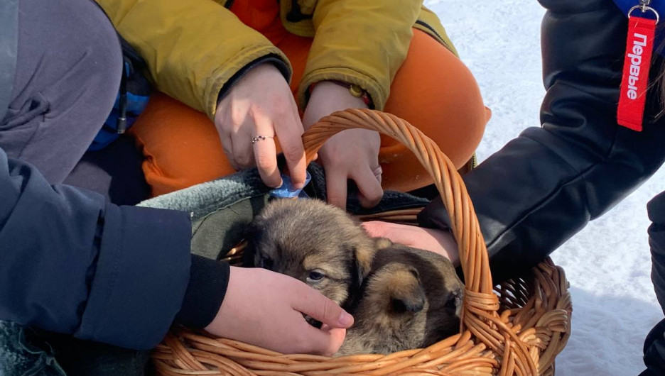 В добрые руки отдают щенков на фестивале «Сибирская Масленица — 2024»