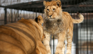 Милого и игривого львенка показали в барнаульском зоопарке. 