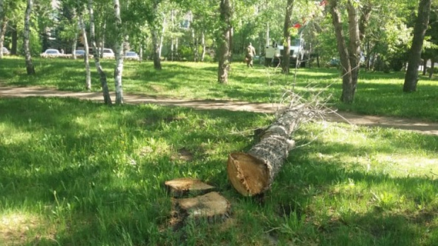 Снос деревьев в Барнауле.