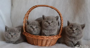 Лиловых британских котят продают в Барнауле. 