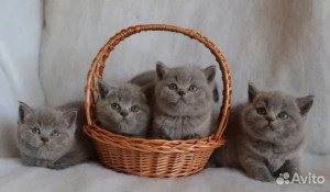 Лиловых британских котят продают в Барнауле. 