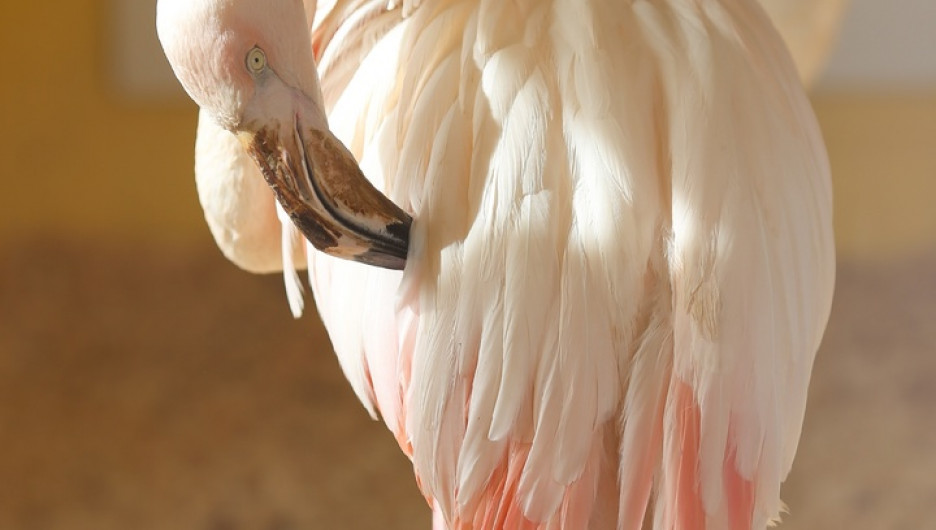 Нежного розового фламинго показали в барнаульском зоопарке. Фото