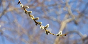 Весна в Барнауле