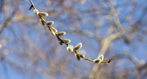 Весна в Барнауле