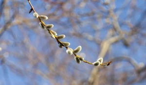 Весна в Барнауле