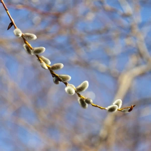 Весна в Барнауле