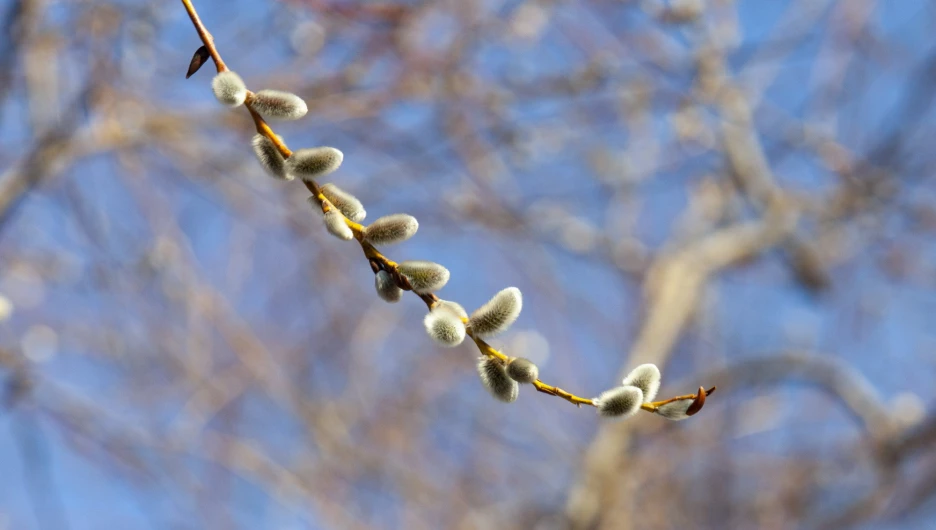Весна в Барнауле