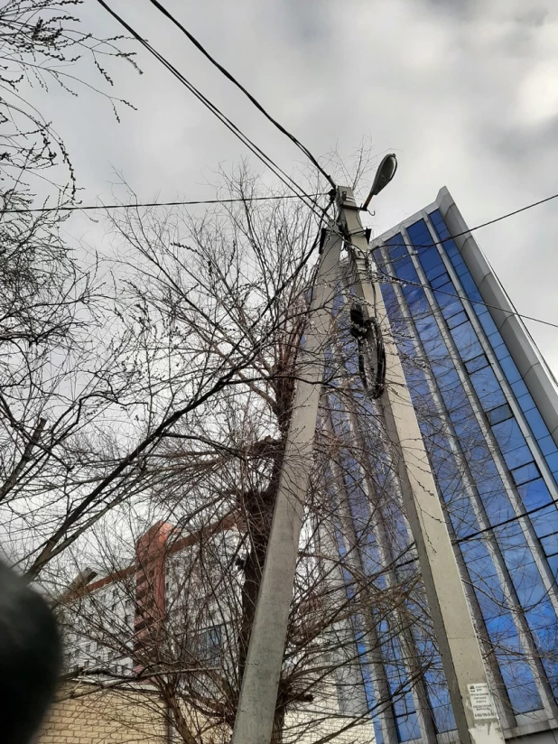 В Барнауле распустилась верба. 