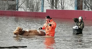 Эвакуация животных из села Михайловское. 