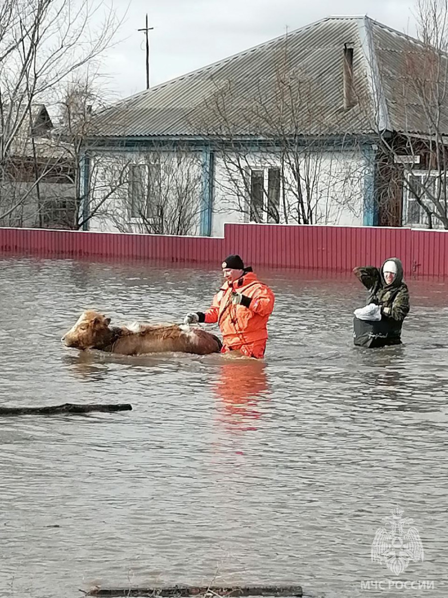 Эвакуация животных из села Михайловское. 