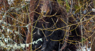 Медведицу с двумя крохотными малышами запечатлели на Алтае. 