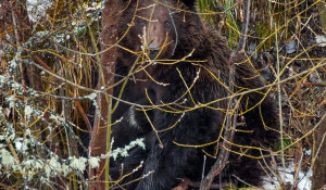Медведицу с двумя крохотными малышами запечатлели на Алтае. 