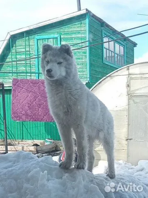 Хаски продают в Барнауле. 