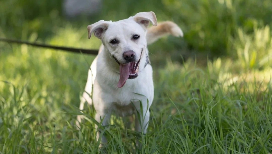 «Ауф», хороший мальчик, игривый доминант. 9 очаровательных собак в Барнауле ищут дом