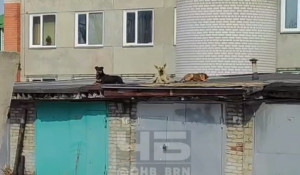 Жители Барнаула бояться выйти из дома из-за стаи собак. 