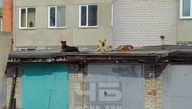 Жители Барнаула бояться выйти из дома из-за стаи собак. 
