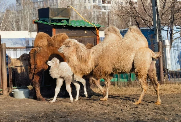 Верблюды.