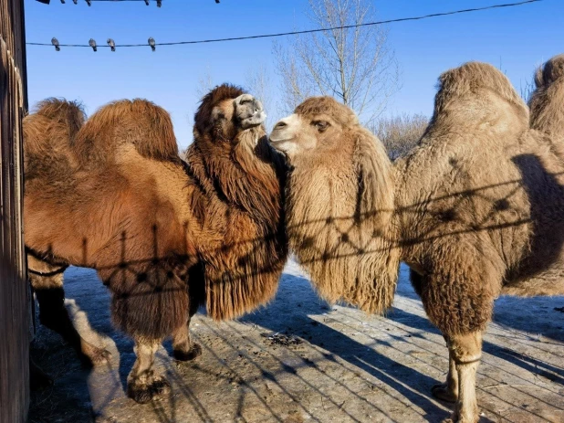 Барнаульские верблюды