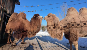 Барнаульские верблюды