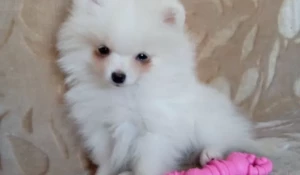 Белый шпиц.