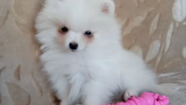 Белый шпиц.