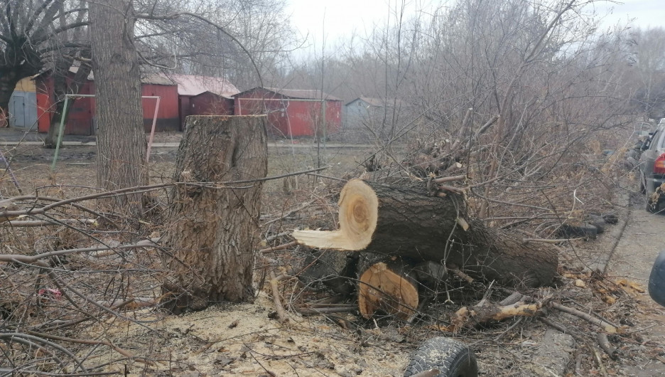 В Новоалтайске спиленные деревья не убирают уже неделю. Жители жалуются 