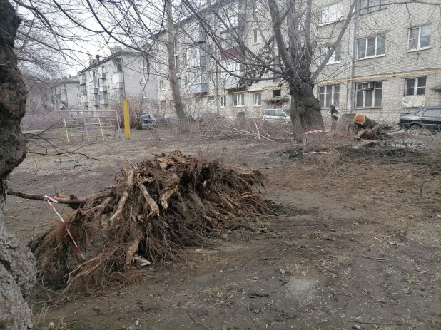 Спиленные деревья в Новоалтайске.