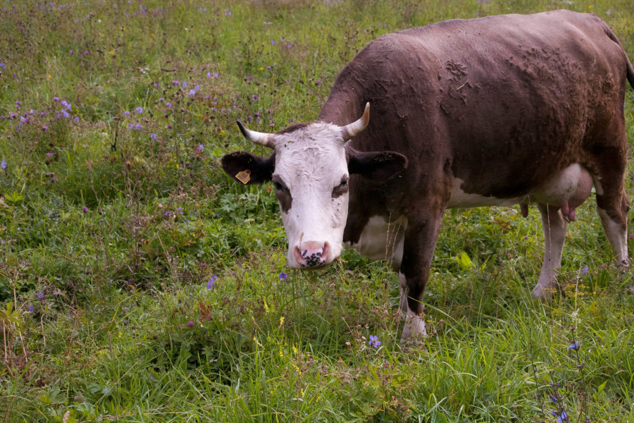 Корова на выпасе, Алтайский край.