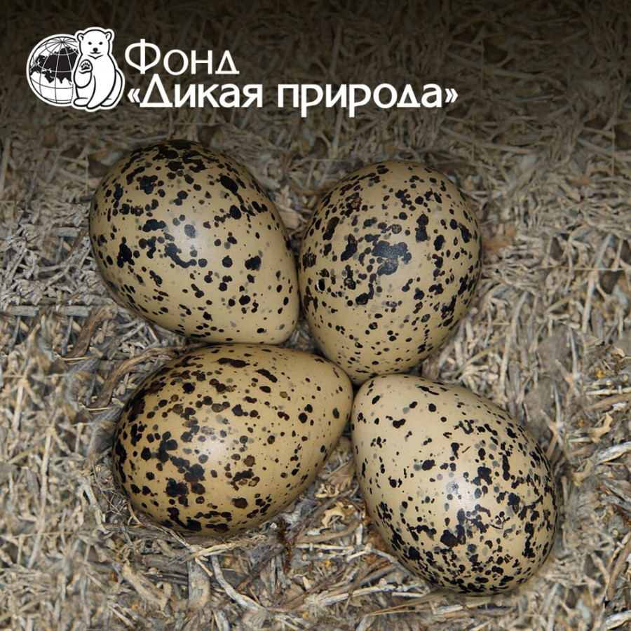 Яйца кречетки (степной пигалицы).