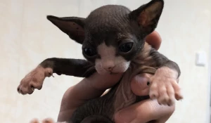 Кошки и собаки ждут прием у ветеринара. 