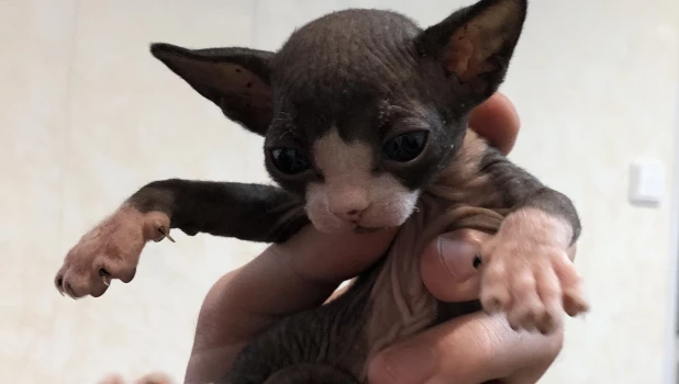 Кошки и собаки ждут прием у ветеринара. 