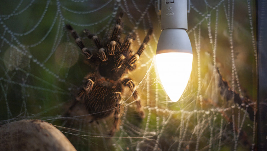 Пушистые «павуки», цепкий хамелеон, ящерки-домоседы. Экзотическую выставку открыли в Барнауле — фоторепортаж 