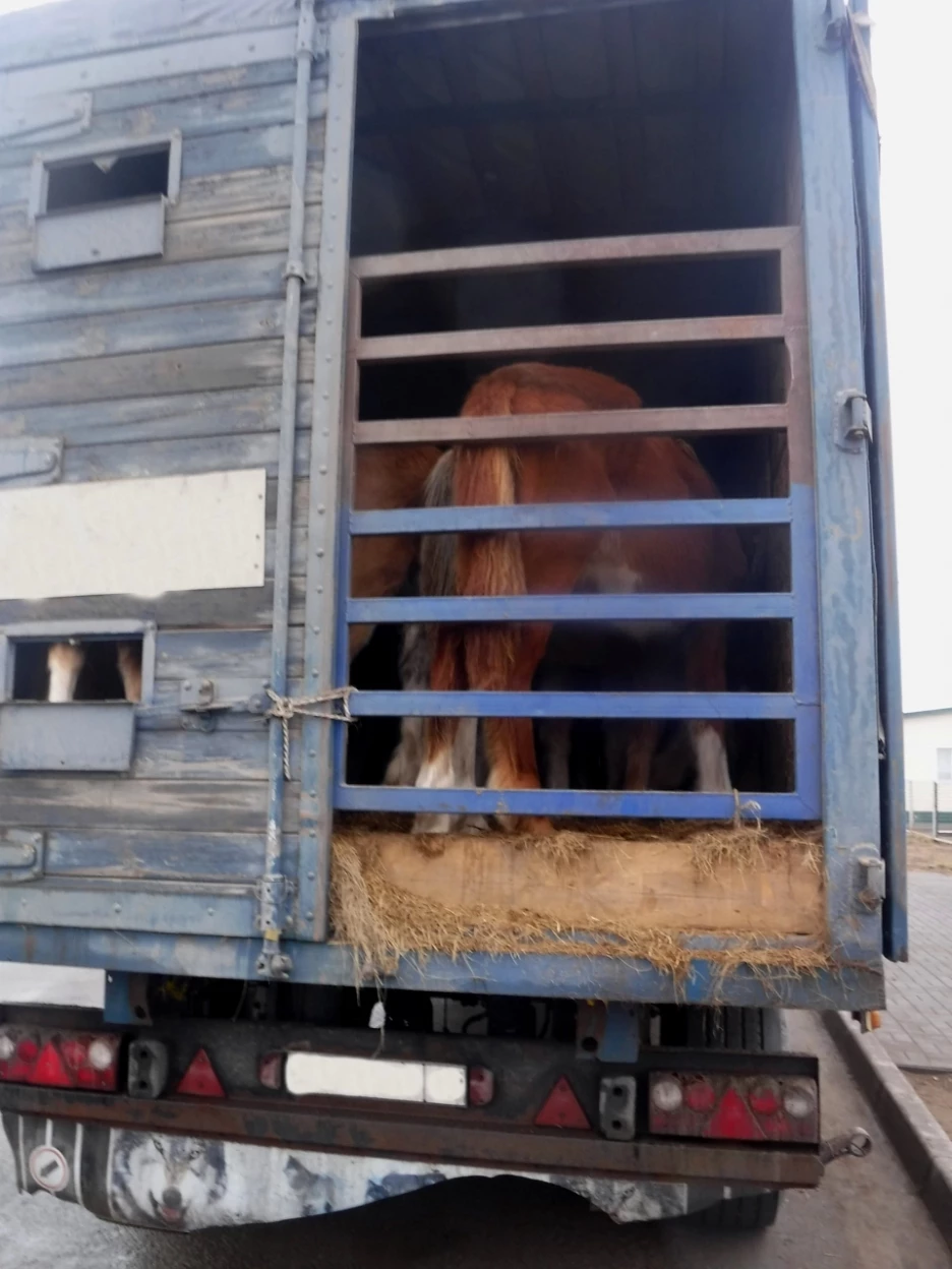 В Алтайском крае пресекли незаконный вывоз в Казахстан табуна лошадей