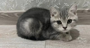 Милого пухленького котенка продают в Барнауле за 10 тыс. рублей. 
