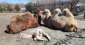 Верблюжья семья радуется солнышку в барнаульском зоопарке.